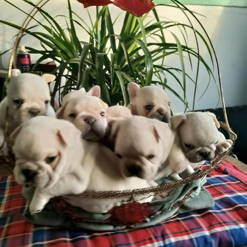 大龙斗牛犬业