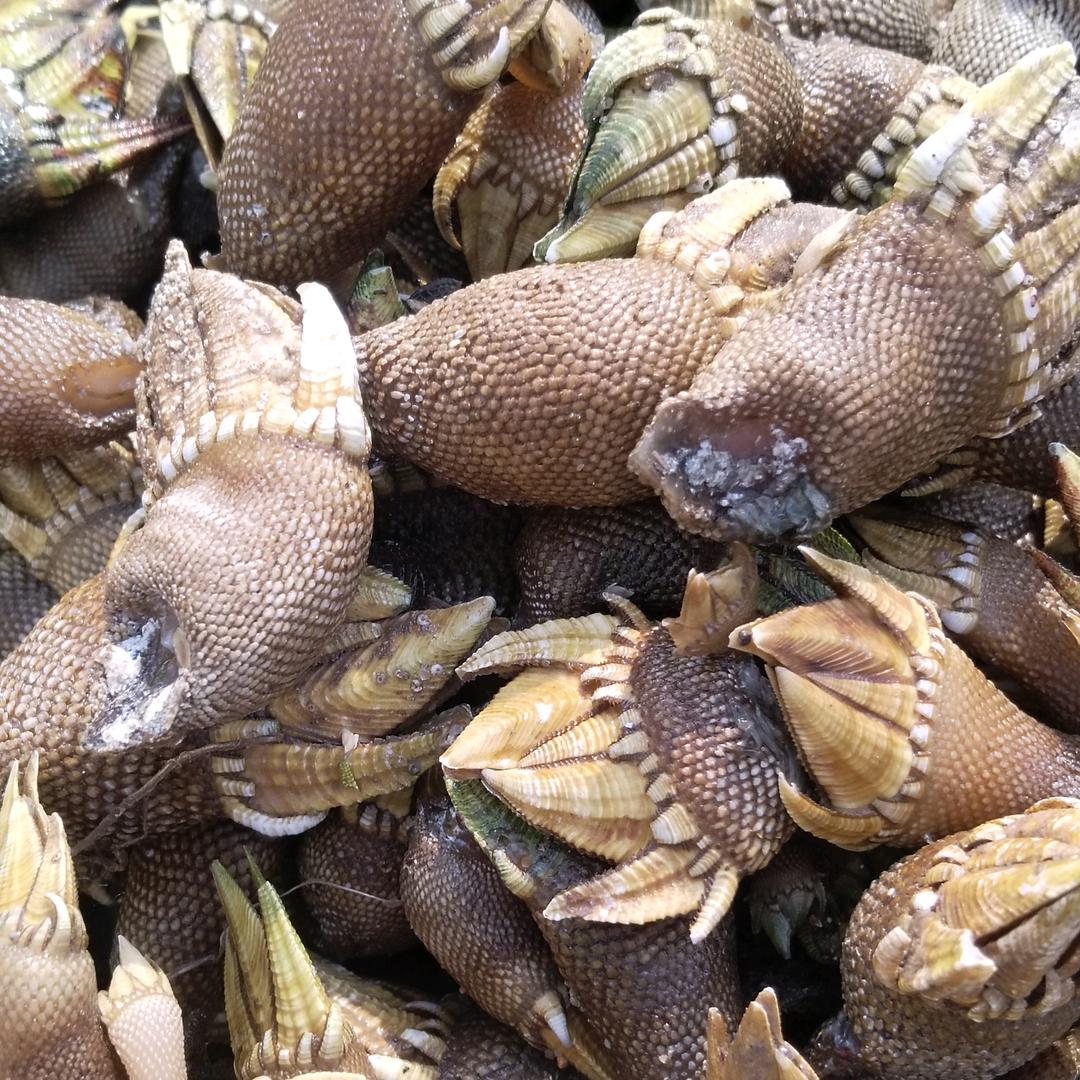 东海龙虾
