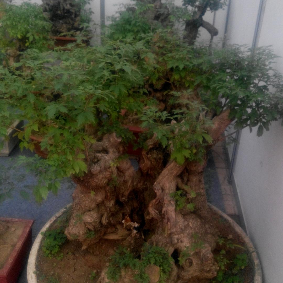 醉在江湖  王国卿(拒绝连赞)