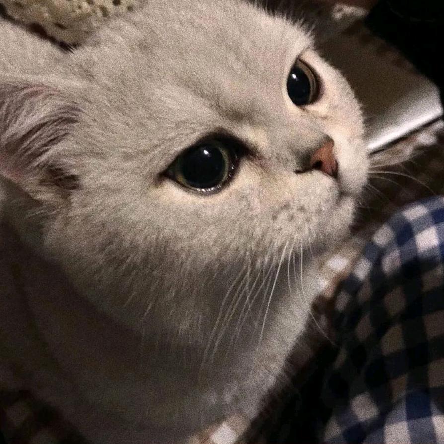 偷吻月亮的猫