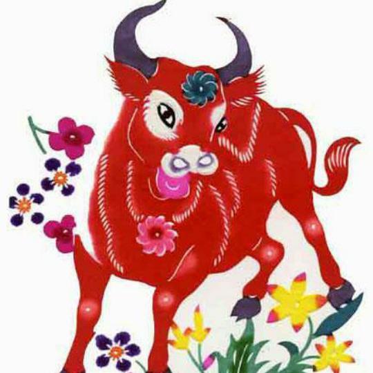 何老师说生肖牛