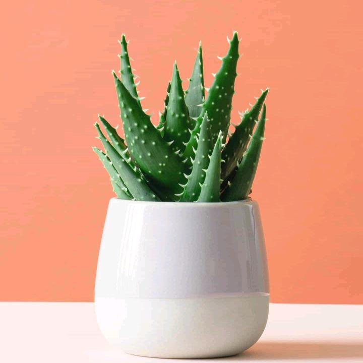言童植保