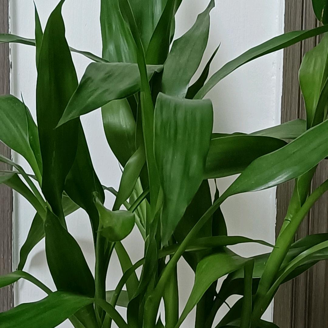 静待花开