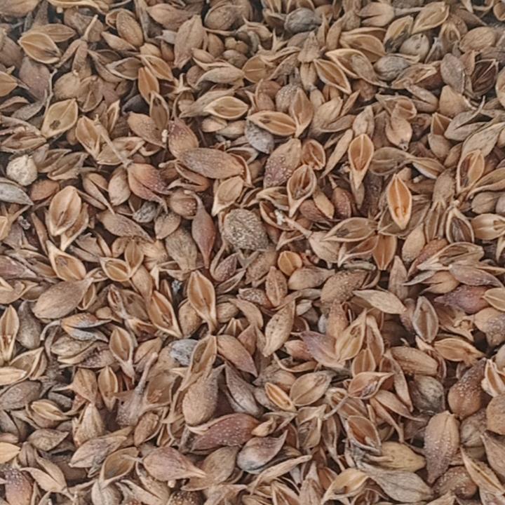 洋阳药材收购站