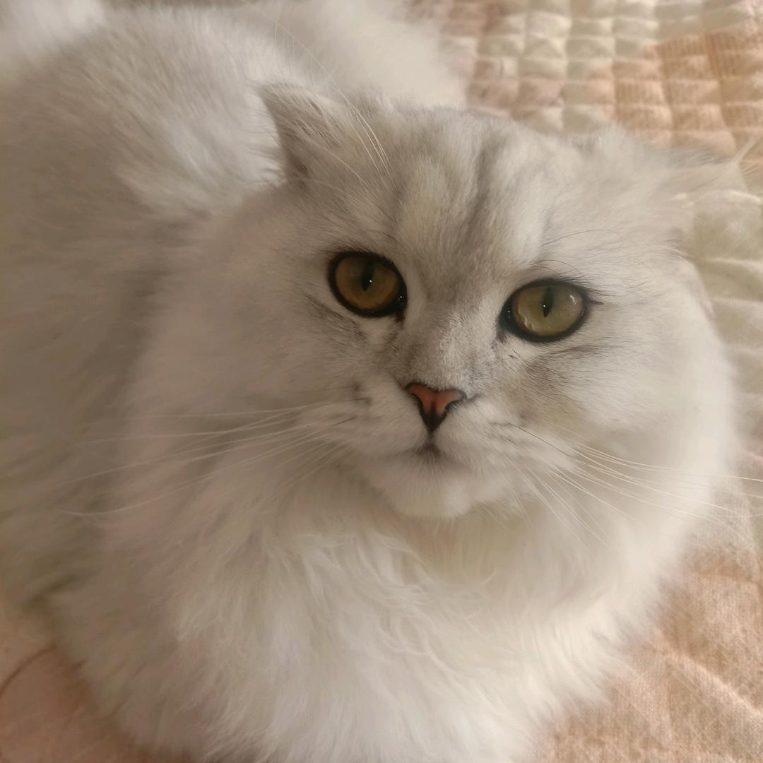 蓝猫