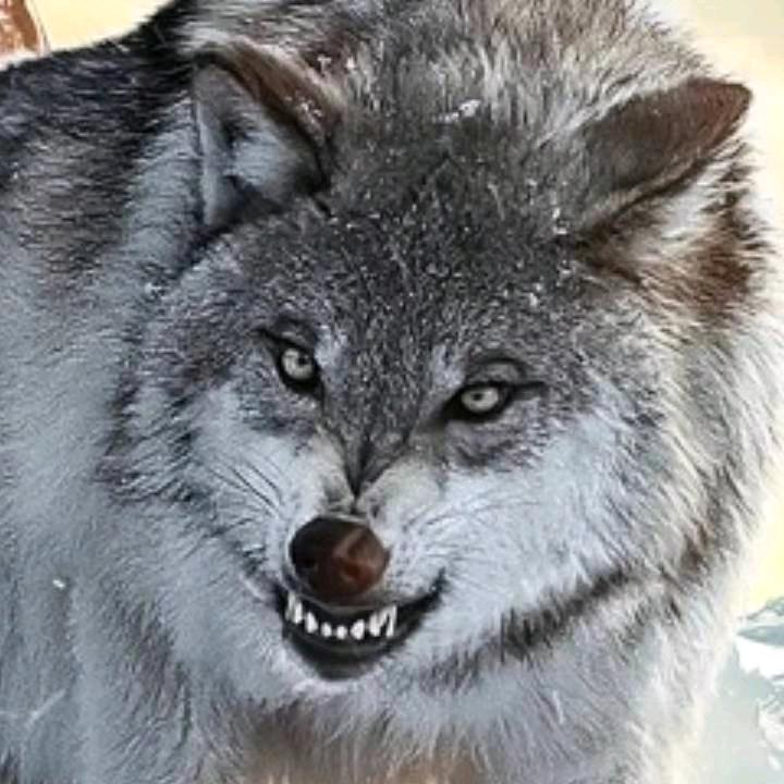 毒……狼