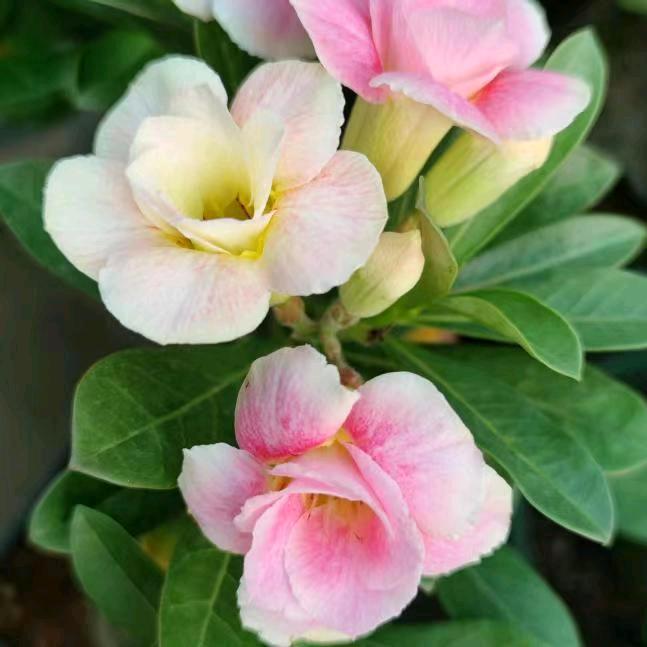 惜花怜草
