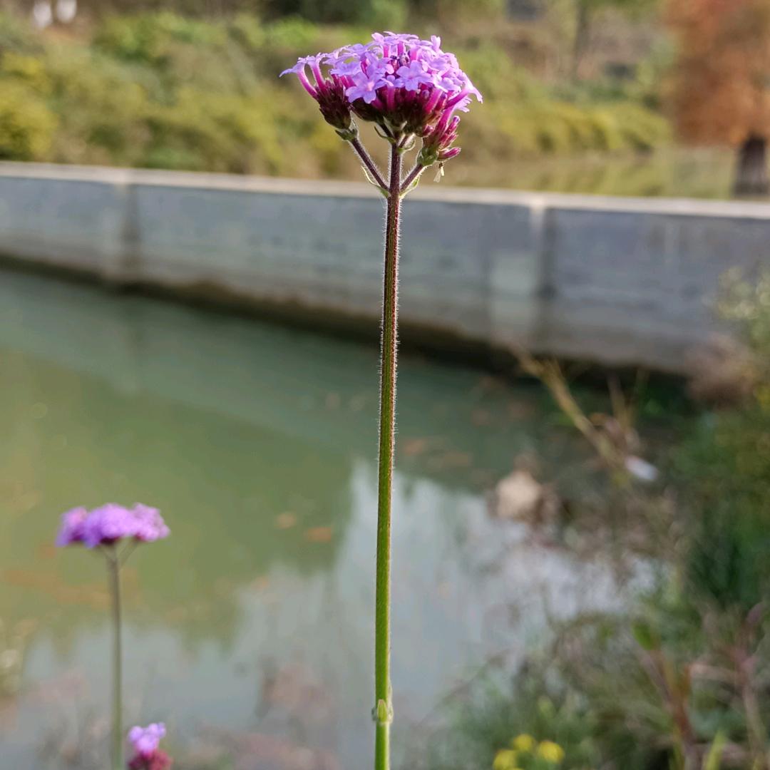 七十二岛主