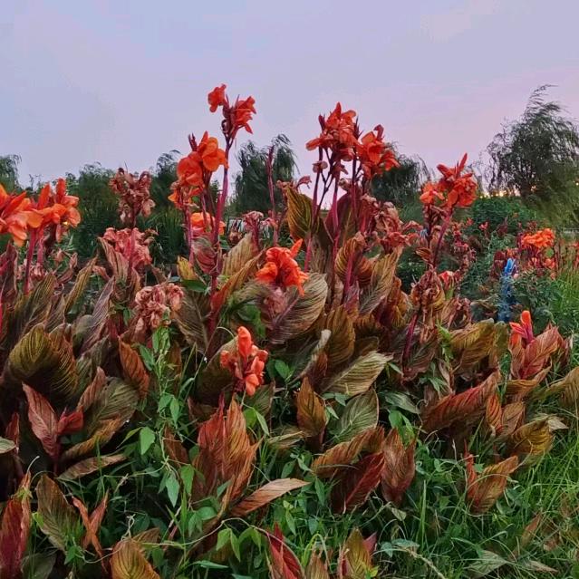 一顺百顺事事顺心