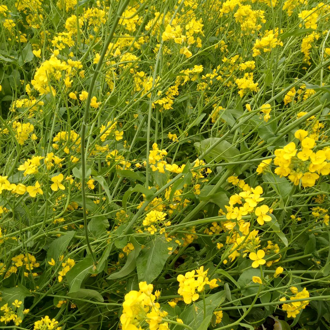 ￥心想事成，万事如意￥