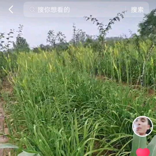 华州花椒，杨召