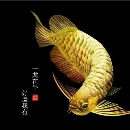 浦东观赏鱼#知鱼桥
