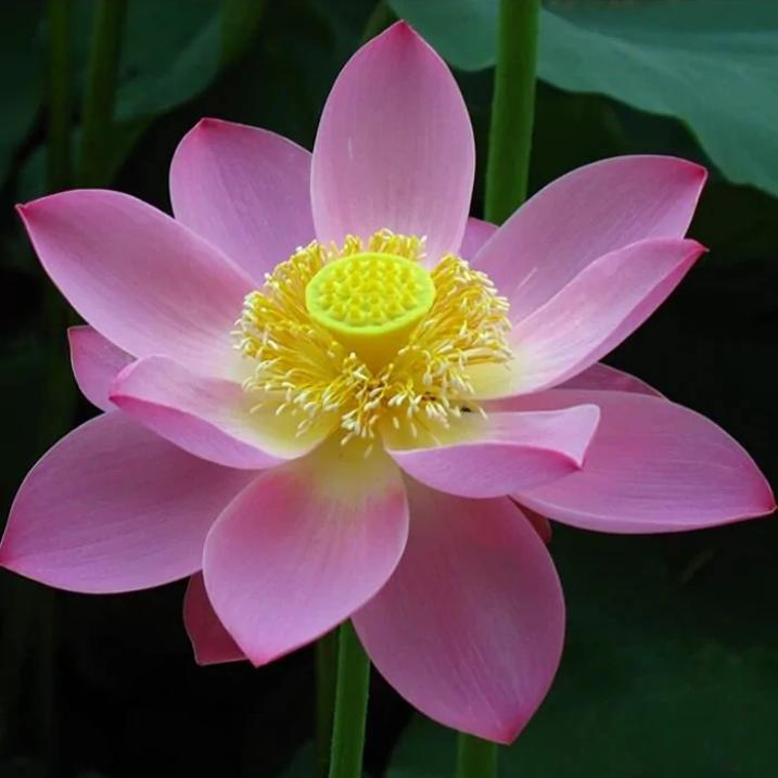 大运好来·枝