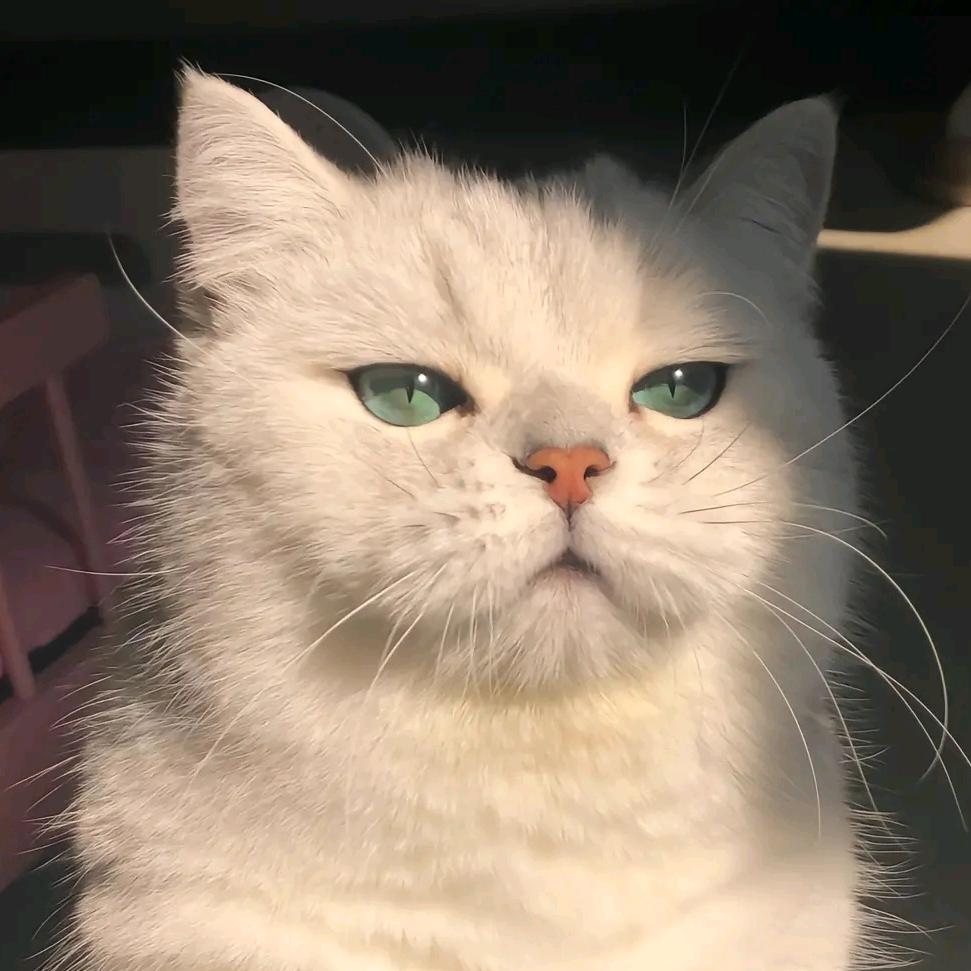 北温带的猫