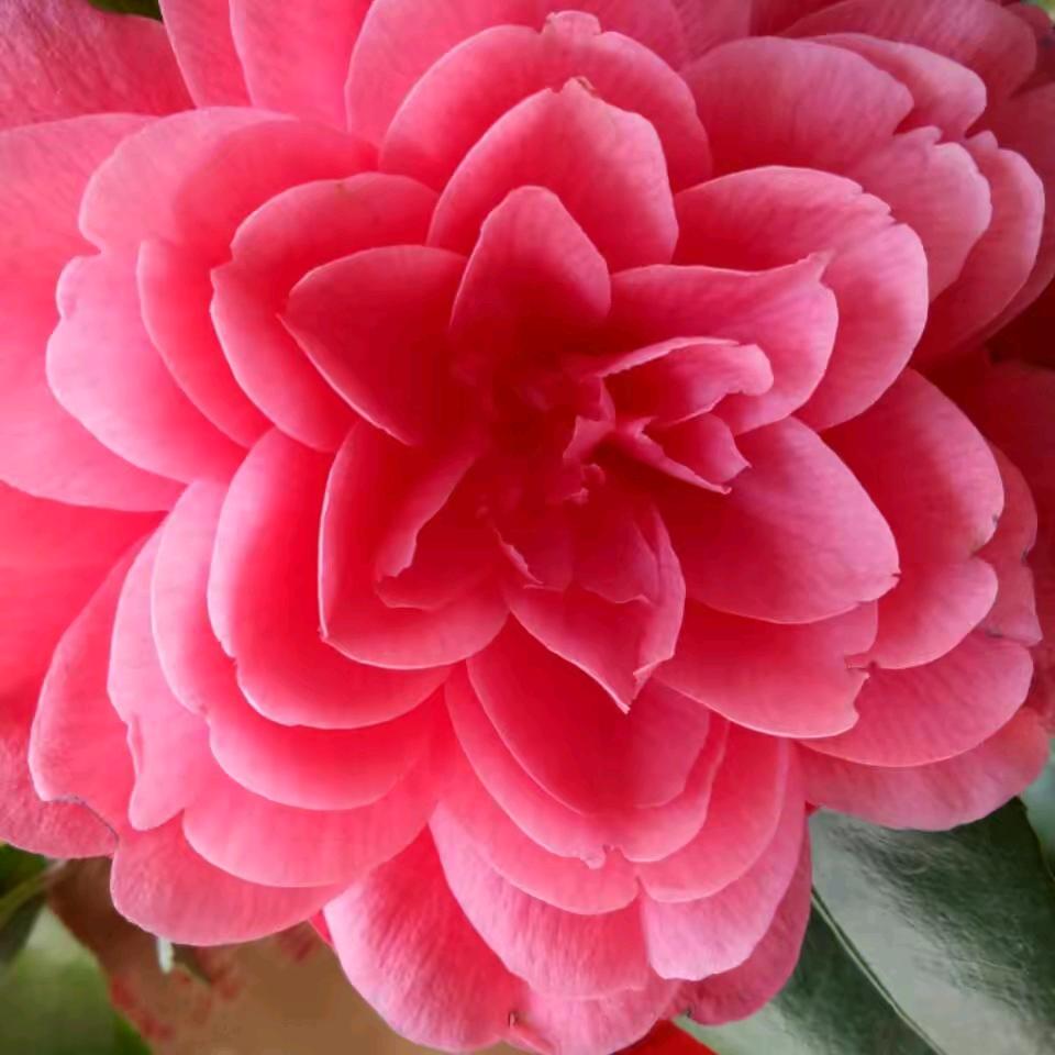 花开浪漫
