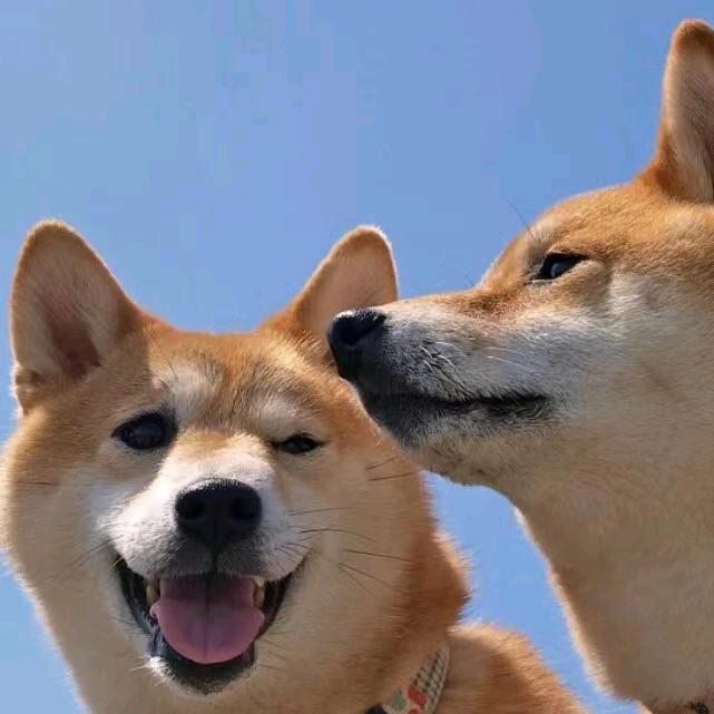 大狗二狗玩游戏