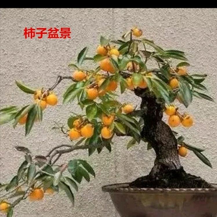 盆景搬运工小马