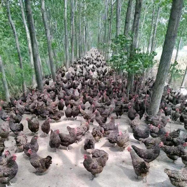 勇往钱行〈二〉