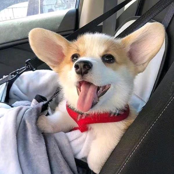 爱狗之家😀