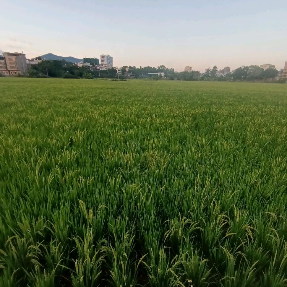 翼弦