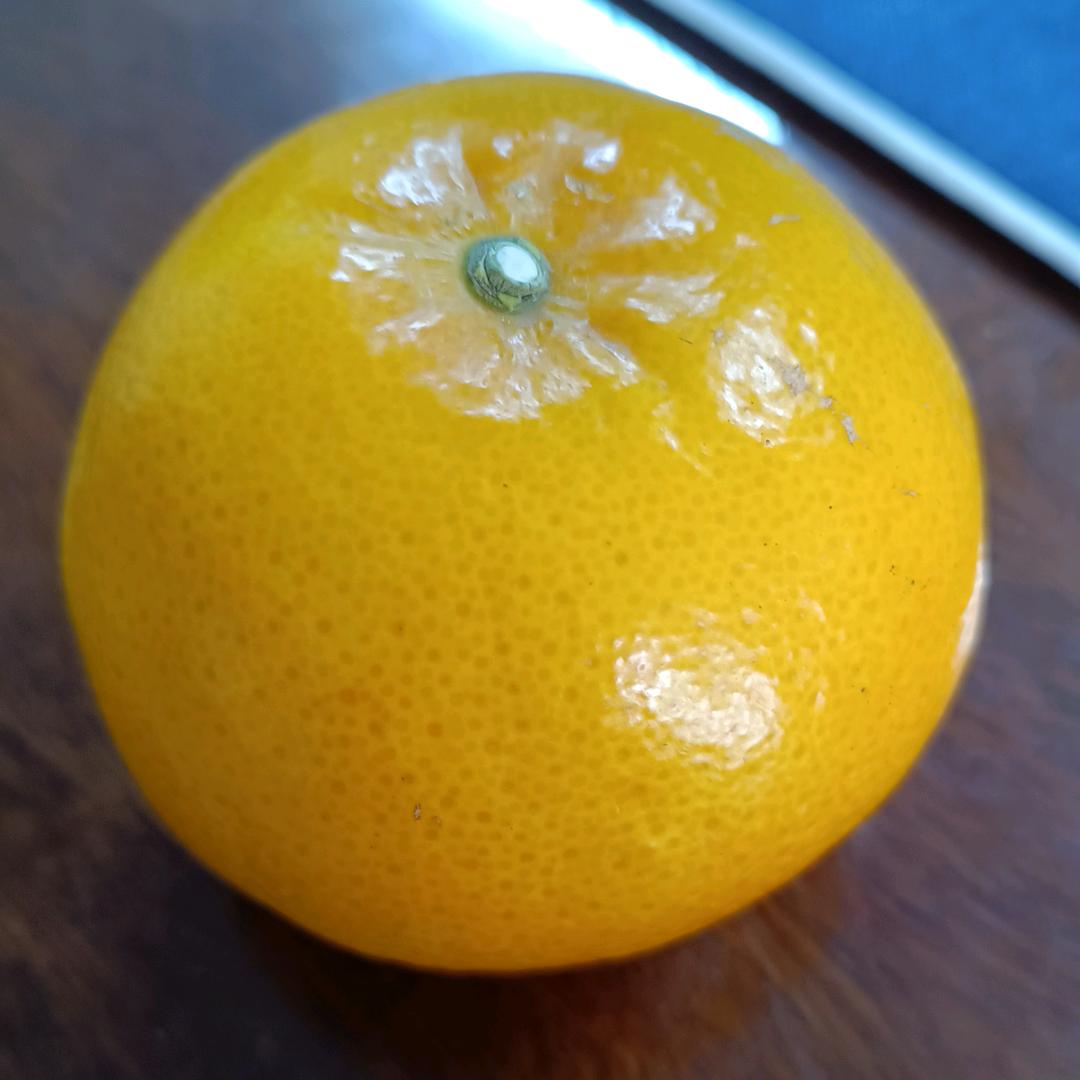 肥猫Z88