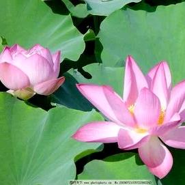 莲花仙子