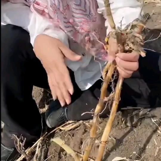 高产新方法