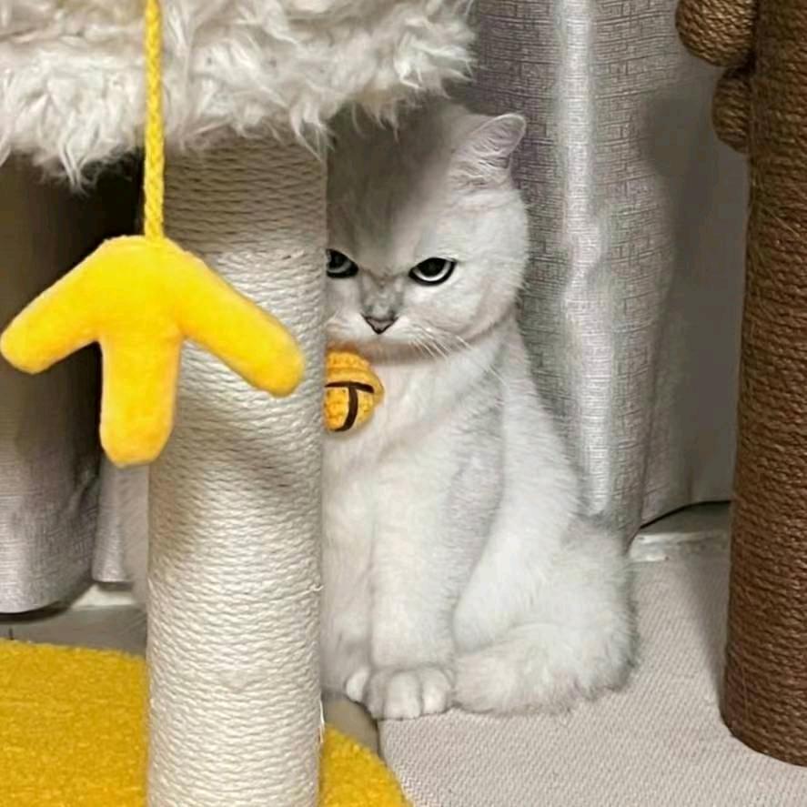 左小杰