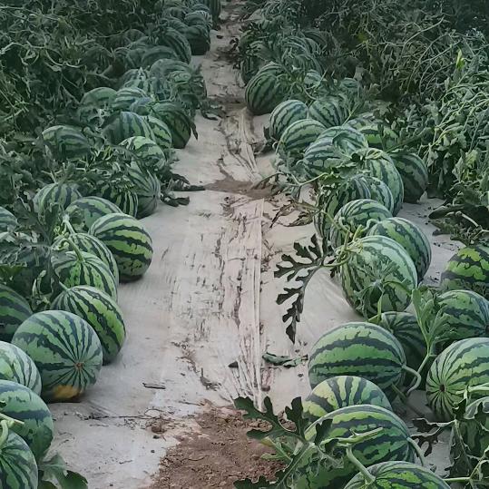 陆哥瓜果🍉信息总会，代发全国各地