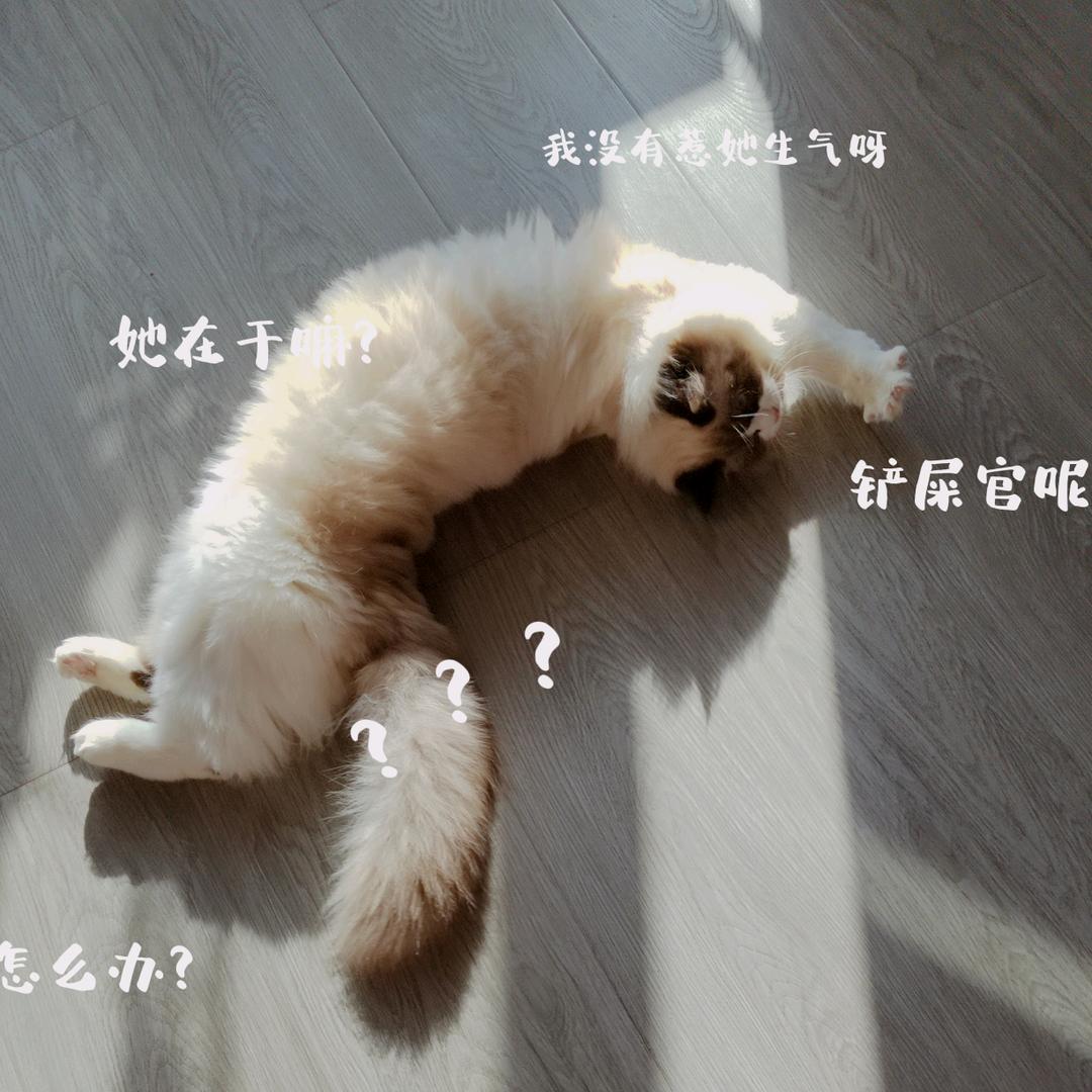 卿语家的多米