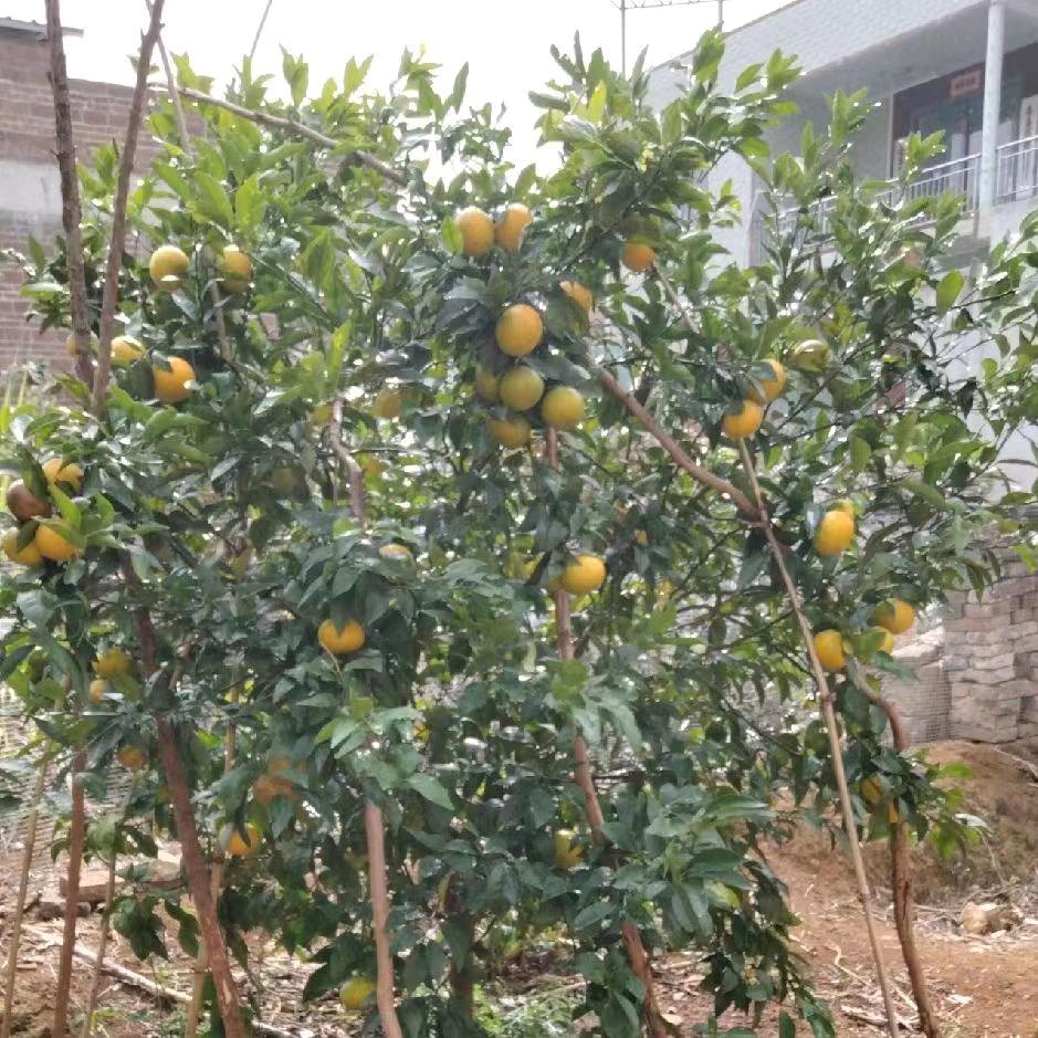 宋给我看看