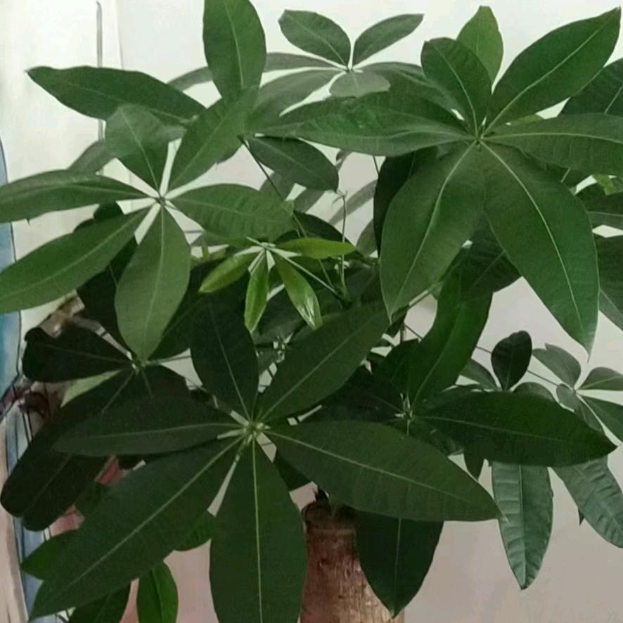 寻乌原浆高粱酒