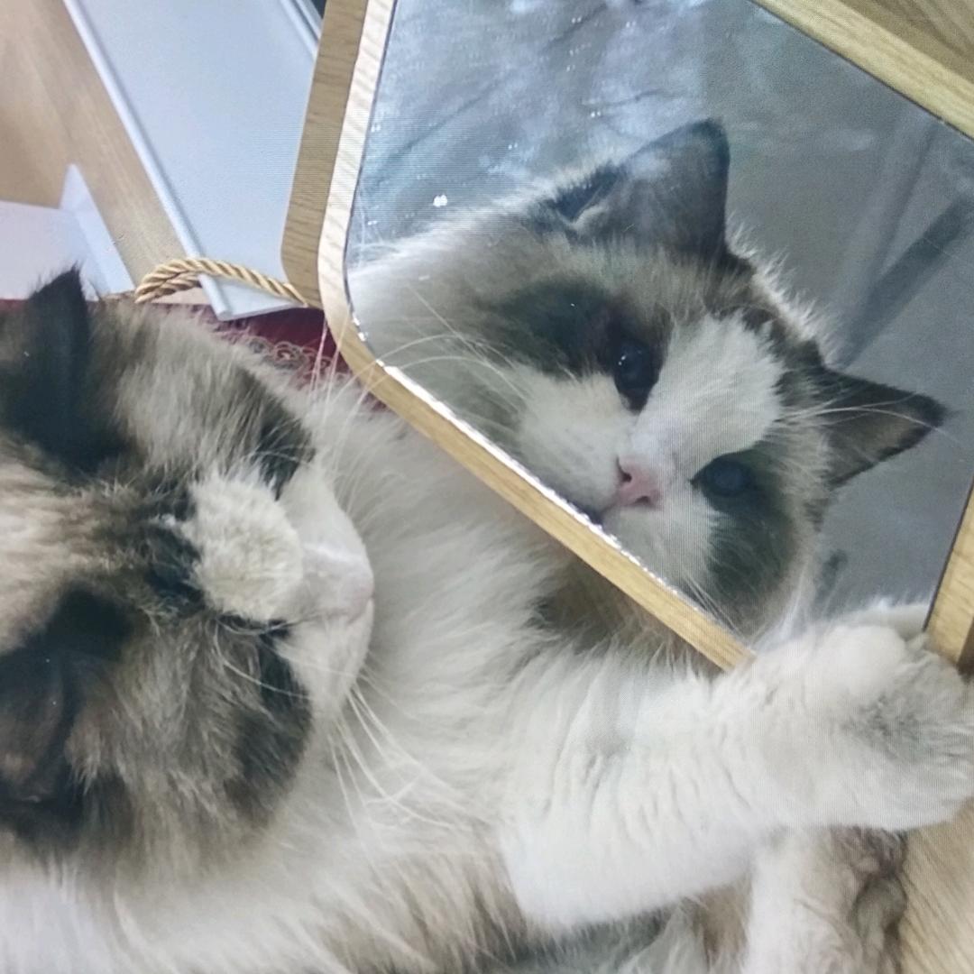 小刀和小欧🐱