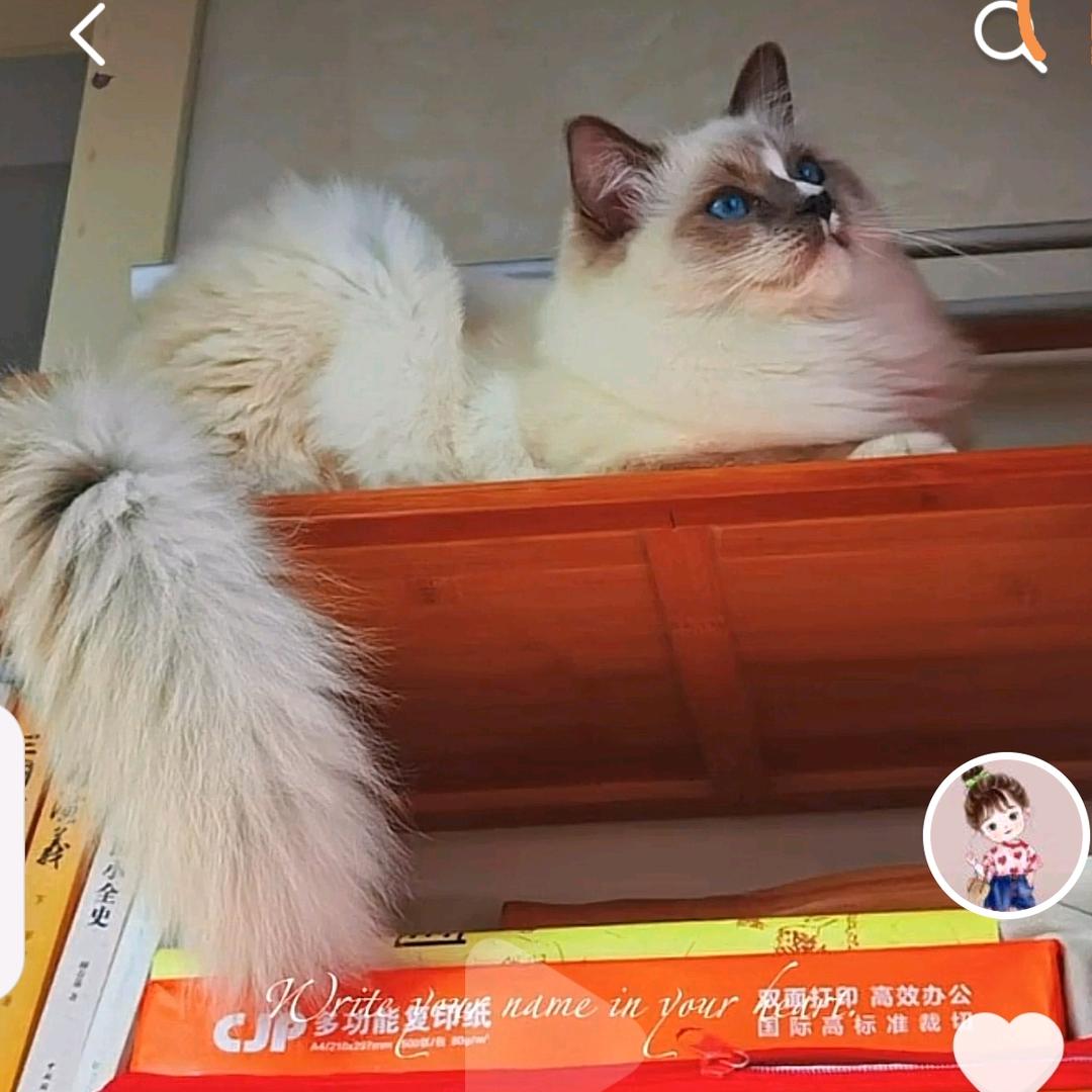 风铃