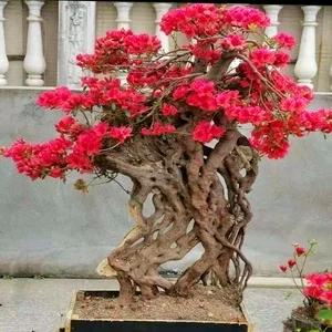 小陈绿植盆景