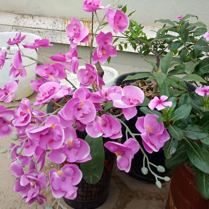 如意姐2号助力号