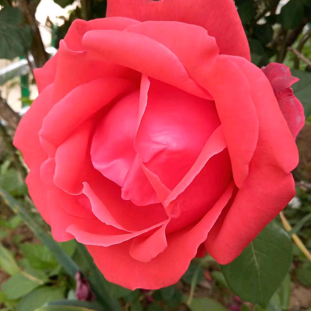 蓝色梦想的飞鸟