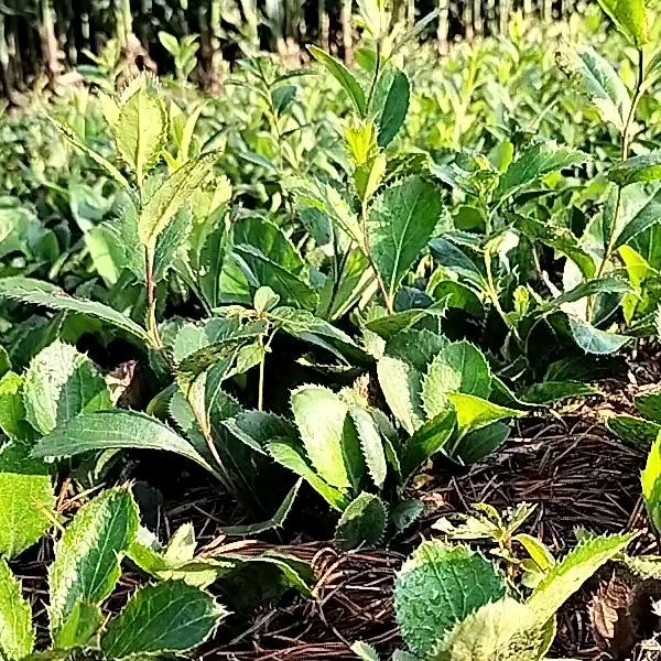小陈中草药