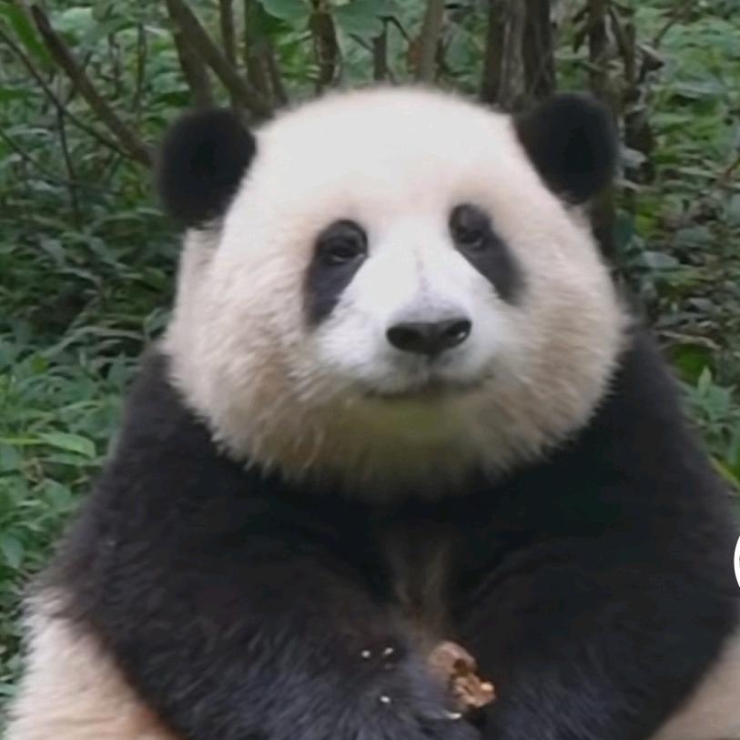 中国范儿头像