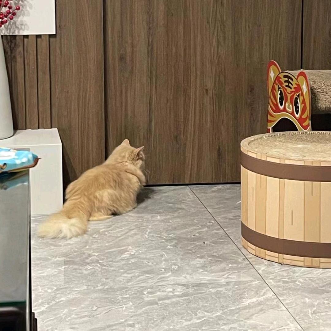 宝儿