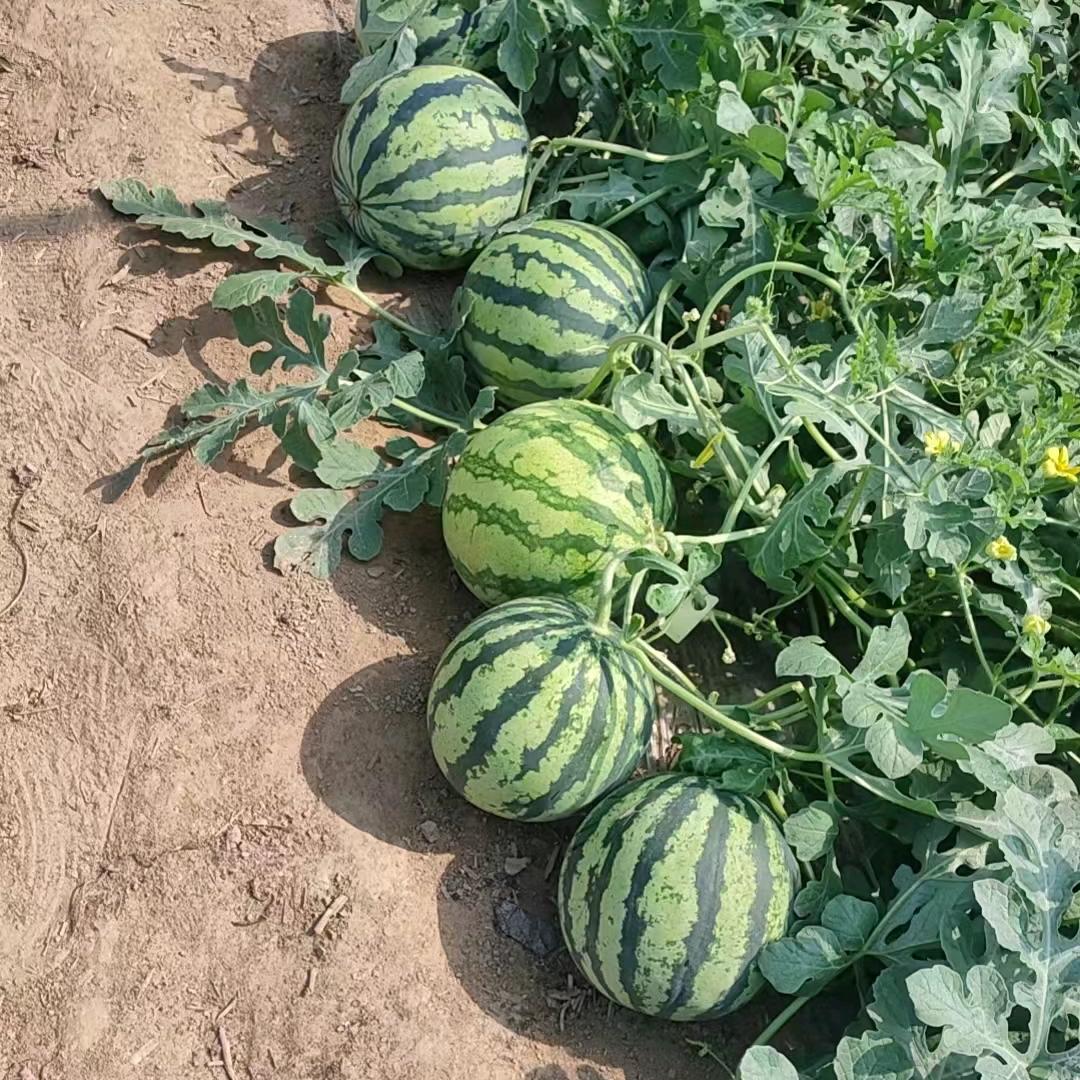 小江的乡村生活