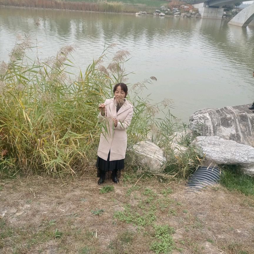 浪漫红娘子