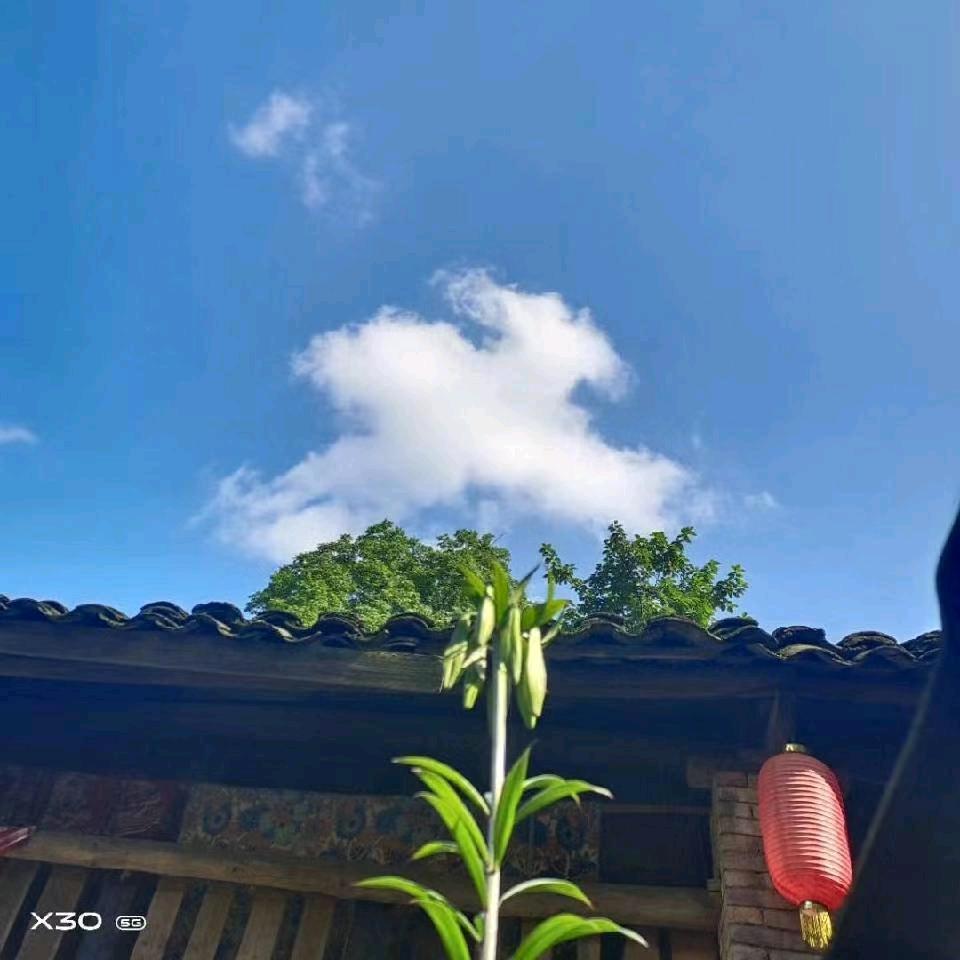 带刺的野百合