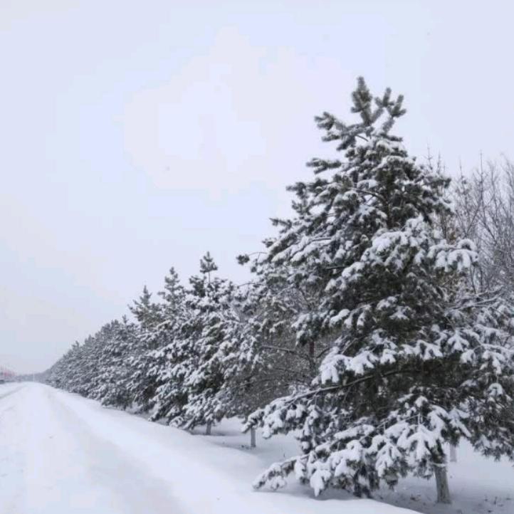 鲜衣怒马花满天