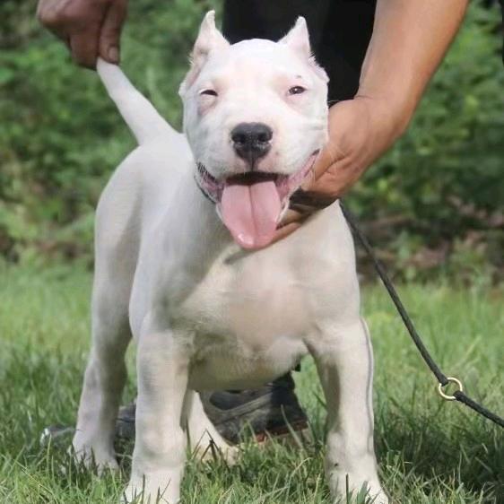 友情名犬