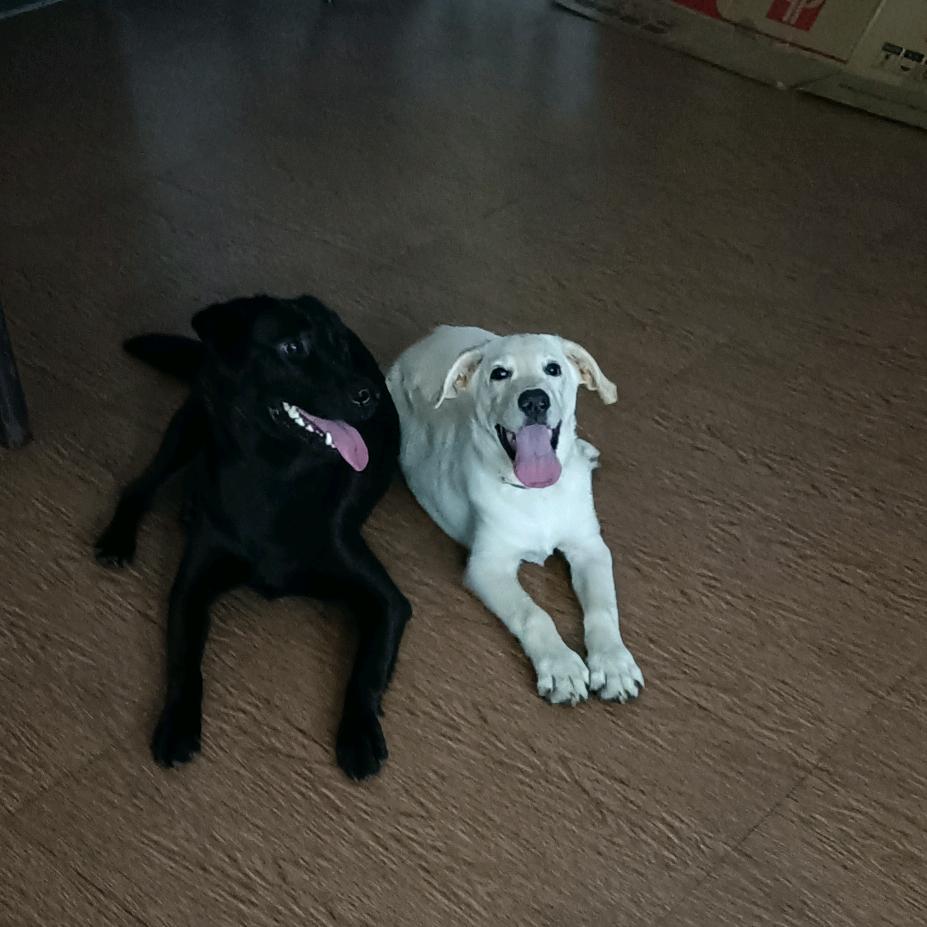 鱼窝头