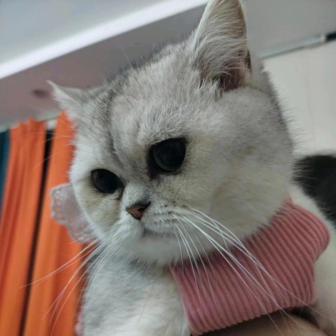 弟弟没有弟弟
