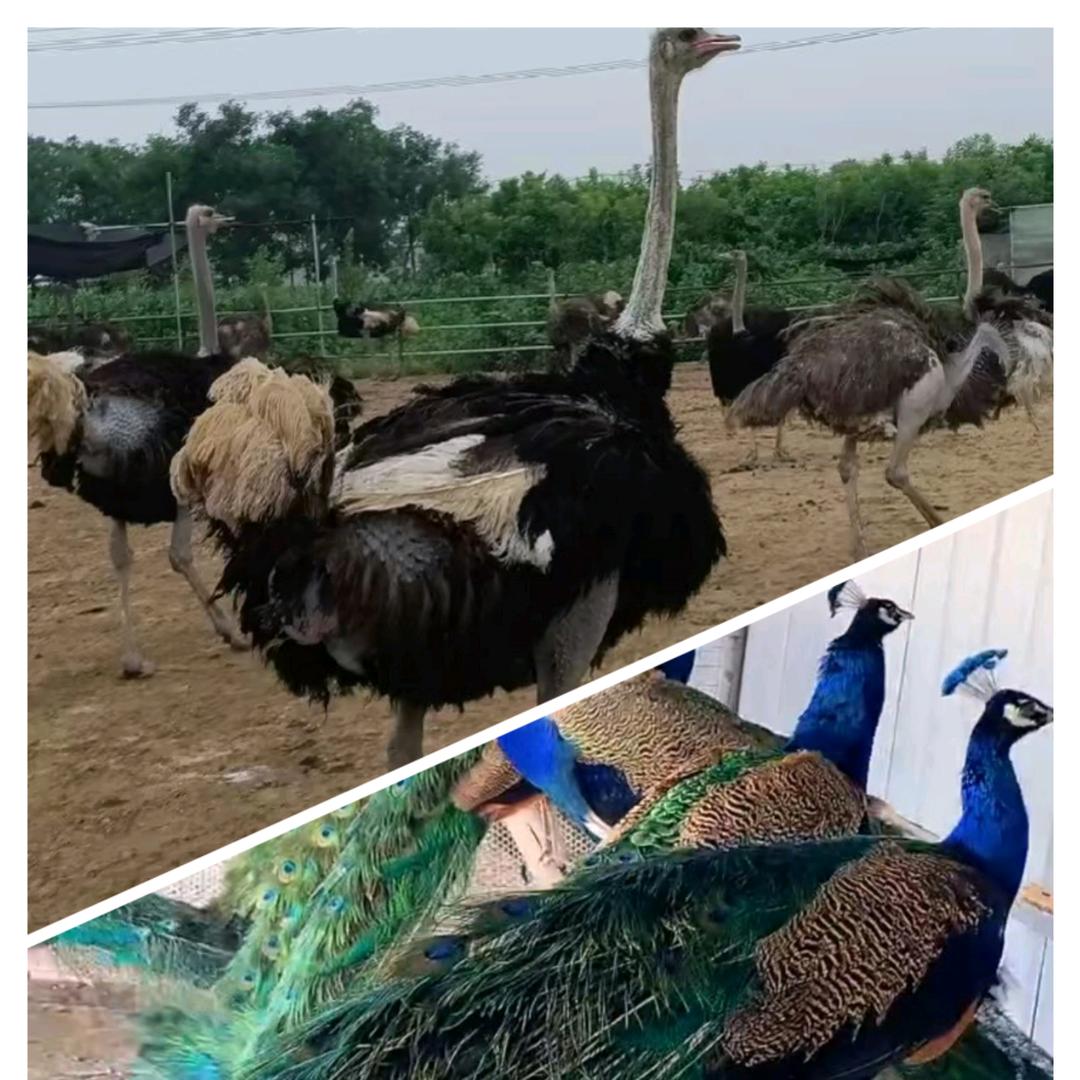 龙运珍禽养殖合作社
