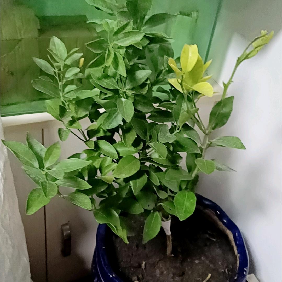 小威哥