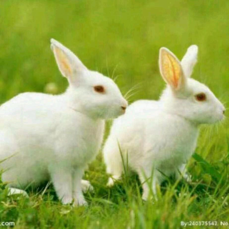 一生一世我爱你